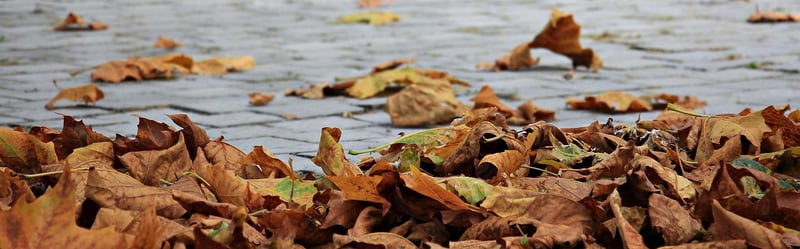 Autumn Memories